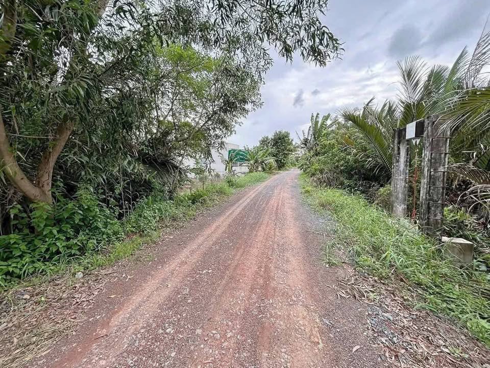 Đất thổ cư 176m² tại Bờ Đê, Vĩnh Công - Giá 700 triệu, view sông Vàm Cỏ tuyệt đẹp!