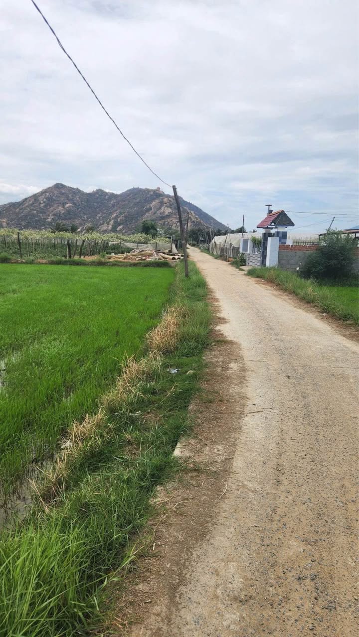 Đất nông nghiệp tại Phường Văn Hải 500m² giá 480 triệu - Đường ô tô vào tận nơi!