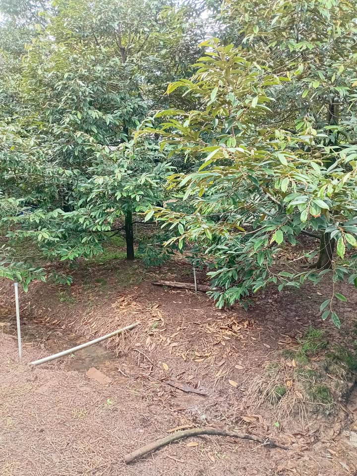 Đất CLN 600m² Mỹ Phụng, An Bình, Cần Thơ - Giá chỉ 1.8 tỷ!