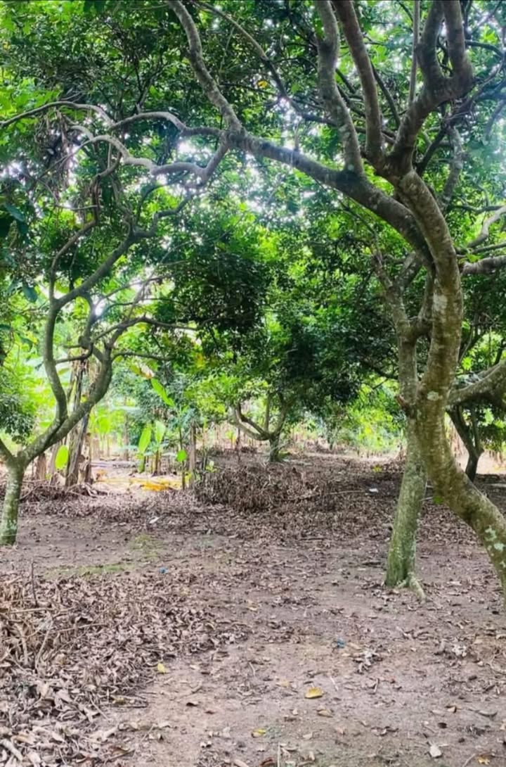 Đất mặt tiền Đường Bê Tông Chính Vườn Na, Thống Nhất, Đồng Nai 12,000m² giá 7.2 tỷ - Cơ hội đầu tư hấp dẫn!