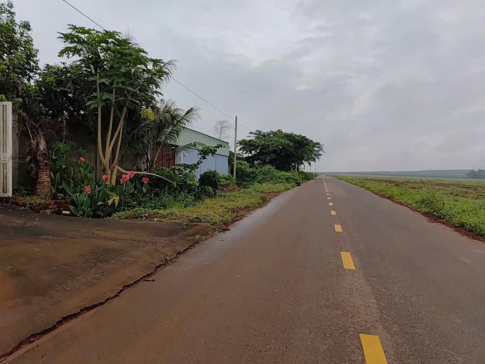 Đất trồng cây mặt tiền đường 93 Long Phước, Bà Rịa - Vũng Tàu 1000m² - Giá chỉ 2.5 tỷ!