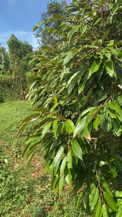 Bán rẫy sầu riêng mặt tiền đường liên xã Ia Blang 5000m² giá 2.7 tỷ - Đầu tư sinh lời bền vững!