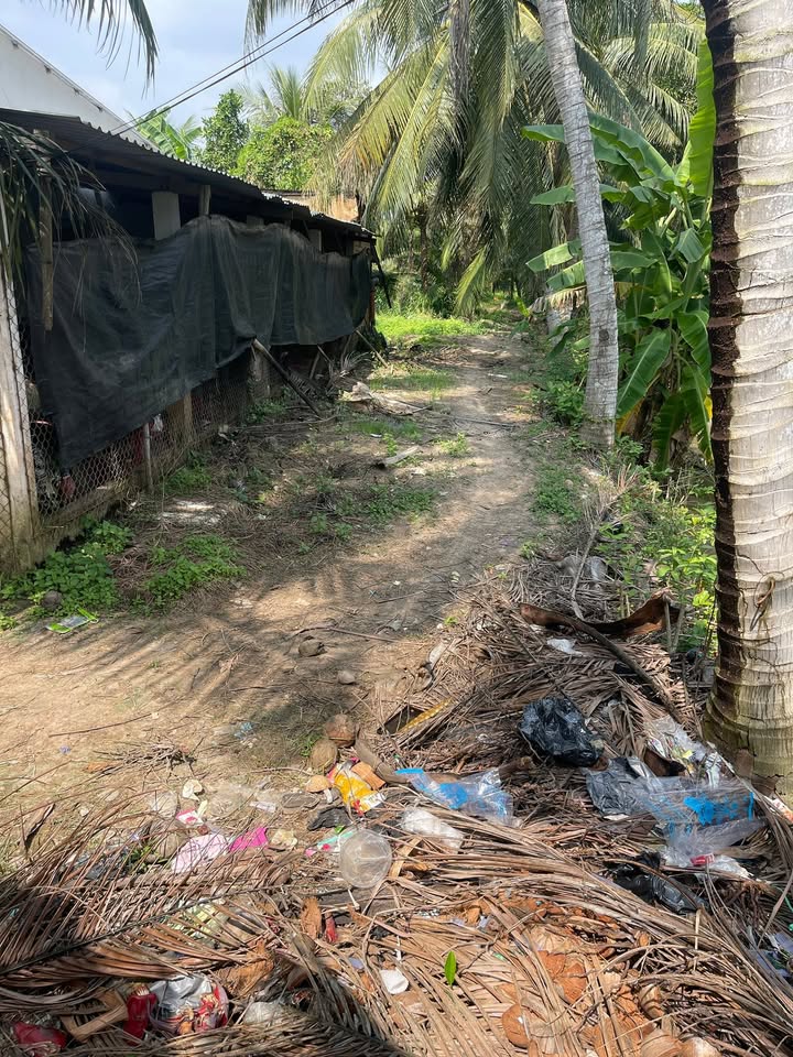 Đất vườn dừa cặp kênh tại Vĩnh Long 2061m² giá 600 triệu - Vị trí đẹp, tiềm năng phát triển!