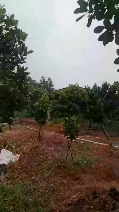 Đất vườn 2500m² tại Mỹ Đức Đông, 1.3 tỷ - Cơ hội đầu tư hấp dẫn!