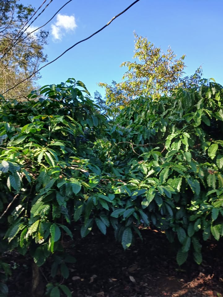 Lô rẫy mặt đường đất tại xã Ia Sao 1,5ha - Đầu tư sinh lời ngay!