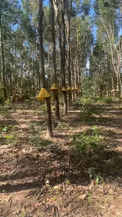 Đất nông nghiệp 3ha tại Đăk Tờ Re - Giá chỉ 7 tỷ - Cơ hội đầu tư sinh lời!