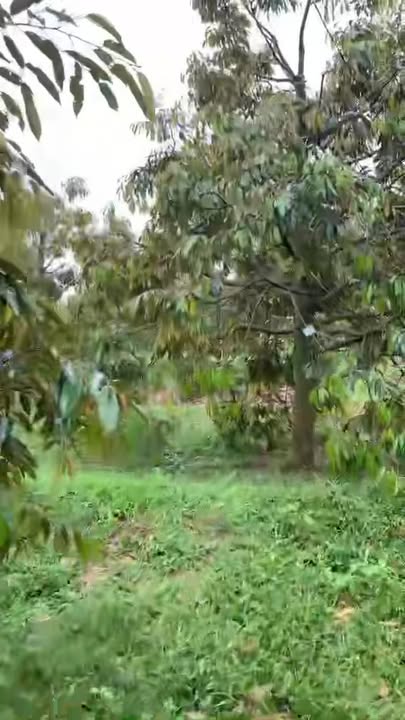 Đất Farm 1.5ha tại Ea Sin, Krông Búk - Giá chỉ 7 tỷ, đầy đủ tiện ích!