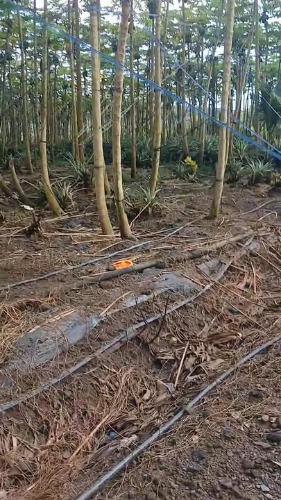 Đất nền Xuân Sơn, Châu Đức 1764m² giá 2.35 tỷ - Đầu tư sinh lời ngay!