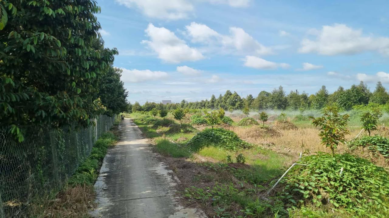 Đất Farm 11,5 công tại An Thái Trung, Cái Bè - Giá chỉ 5.175 tỷ, cơ hội đầu tư tuyệt vời!