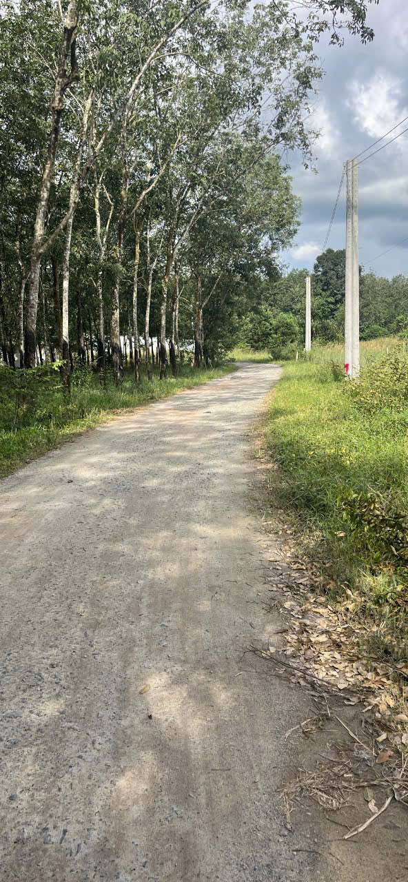 Đất nền Long Hoà Dầu Tiếng 1950m² - Cơ hội đầu tư hấp dẫn!