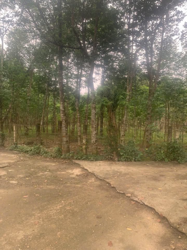 Lô đất 1.500m² tại Xóm 4, xã Phúc Trạch, Hương Khê giá 2.5 tỷ - Đầu tư sinh lời tuyệt vời!