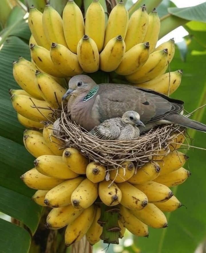 Đất Cẩm Minh 224m² giá 300 triệu - Đầu tư sinh lời nhanh!