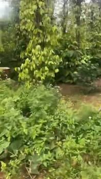 Farm Cư Klông 6000m² giá 1.2 tỷ - Đầu tư sinh lời ngay!