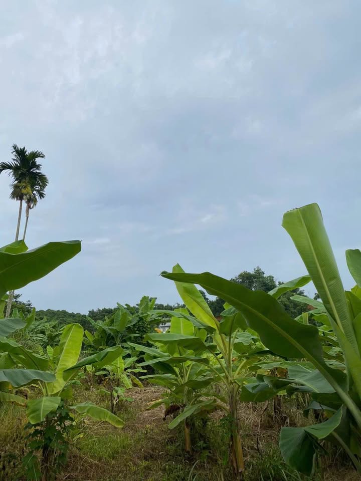 Lô đất kinh doanh tại phường Nông Tiến, Tuyên Quang 148m² - Giá chỉ 1.2 tỷ!