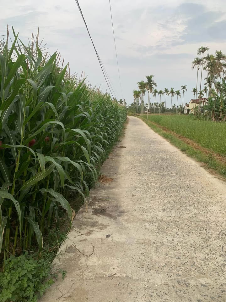 Đất nền Nghĩa Trung Tư Nghĩa 520m² giá 210 triệu - Mặt tiền đường ô tô