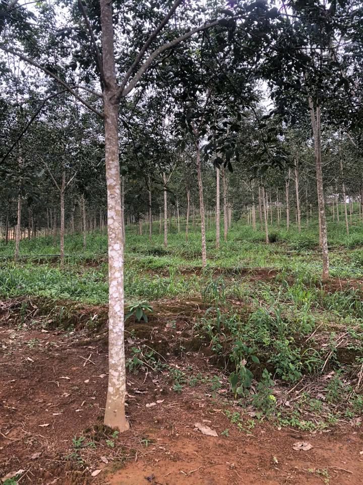 Đất Farm Sa Nhơn 2.5ha giá 2.1 tỷ - Đầu tư sinh lời ngay!