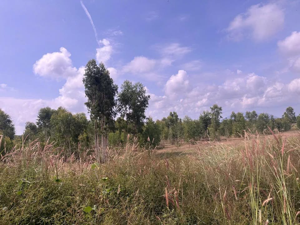 Đất farm 2,4 hecta tại Hàm Kiệm, Bình Thuận - Giá chỉ 57.6 tỷ, view đồi tuyệt đẹp!