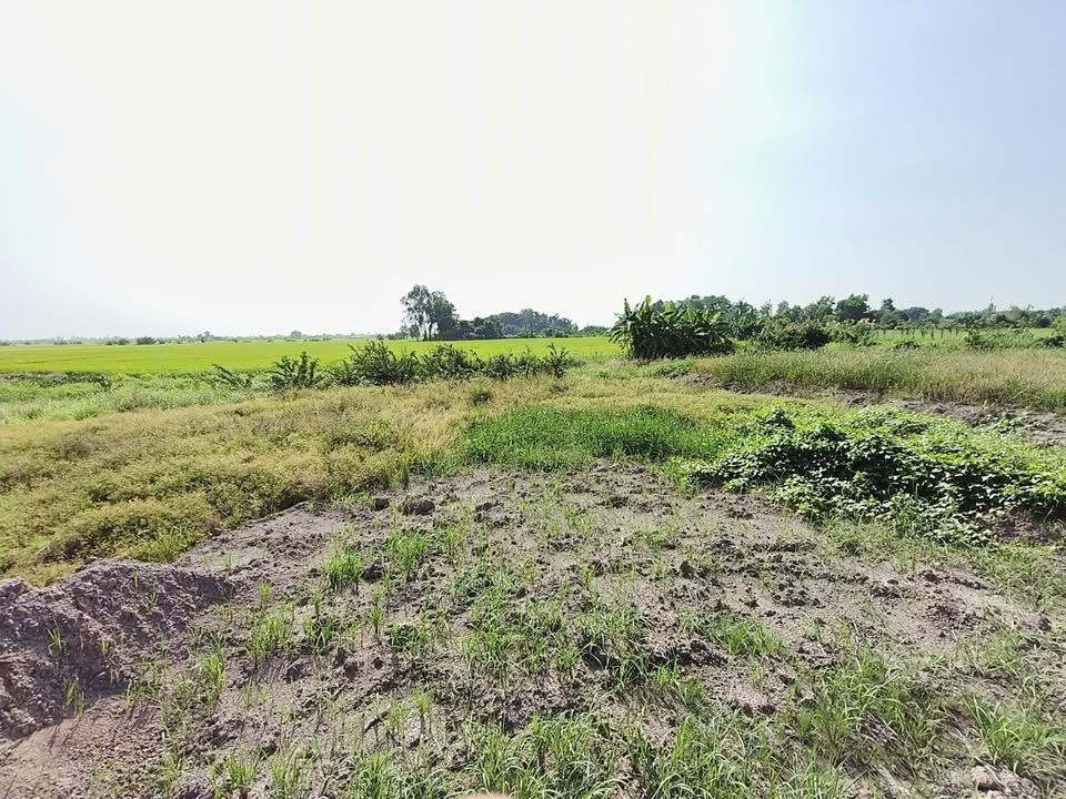 Bán đất Ấp Xã Lới, Tân Trung, Gò Công 8655m² giá 2.3 tỷ - Đầu tư sinh lời lý tưởng!