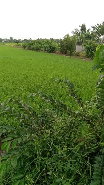 Đất nền Tân Hòa Tây, Tân Phước 7500m² giá 2.25 tỷ - Đầu tư sinh lời ngay!