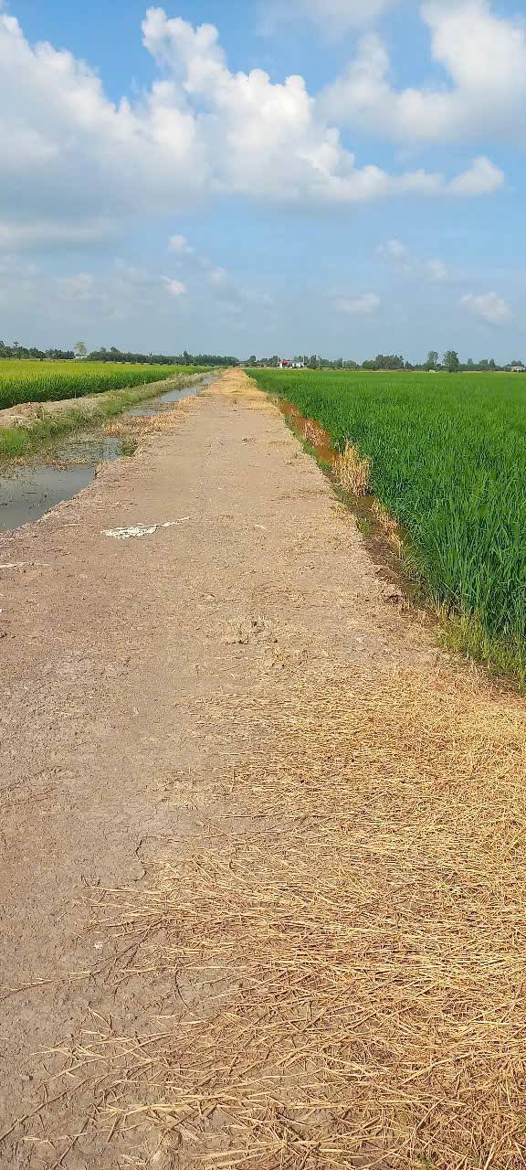 Đất lúa 220.000m² Thạnh Phước, Thạnh Hoá - Giá 20.9 tỷ - Cơ hội đầu tư tuyệt vời!