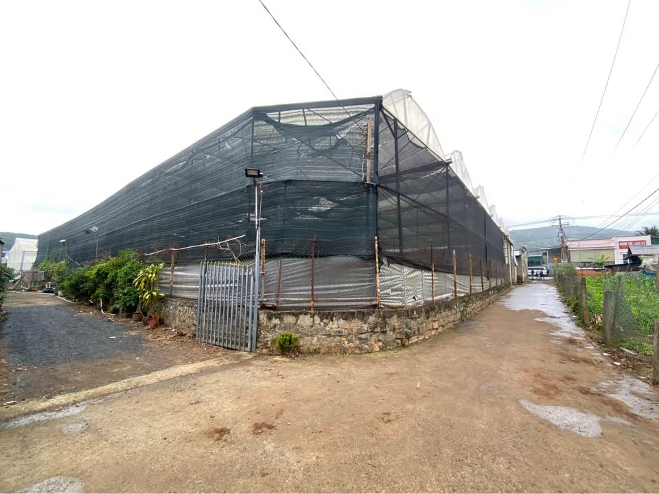 Farm 1200m² tại Hiệp An, Đức Trọng giá 6 tỷ - Thế dương cao thoáng, nhà kính sẵn có!