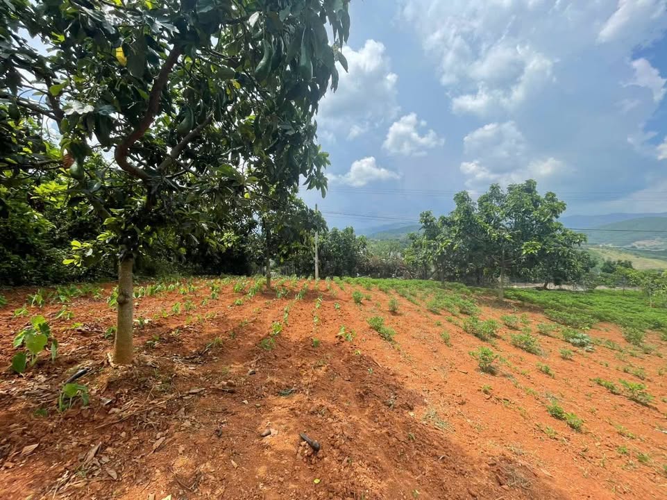 Lô đất Mê Linh 648m² giá 3.1 tỷ - Mặt tiền đường nhựa, cơ hội đầu tư hấp dẫn!