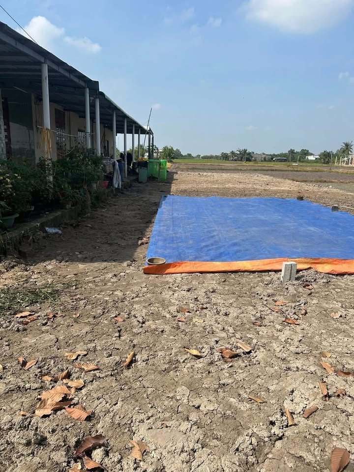 Đất nền 148m² tại Mỹ Hạnh Bắc, Đức Hòa - Giá chỉ 1.35 tỷ, mặt tiền đường nhựa!