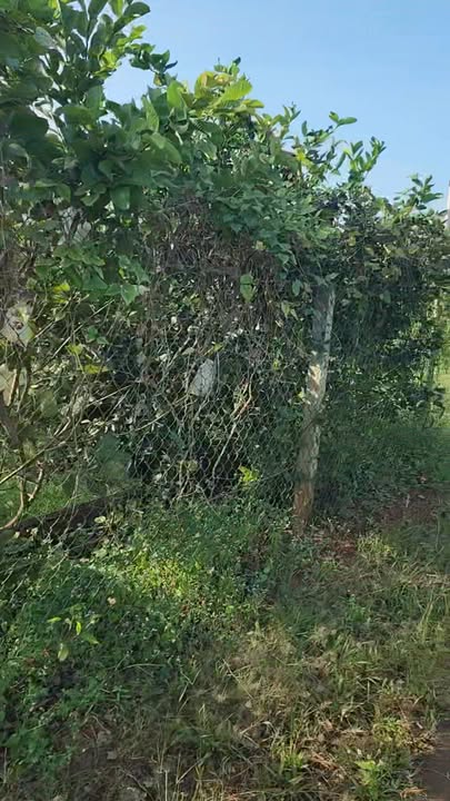 Đất Farm Cù Bị Châu Đức 8567m² giá thỏa thuận - Không khí trong lành, thích hợp nghỉ dưỡng!