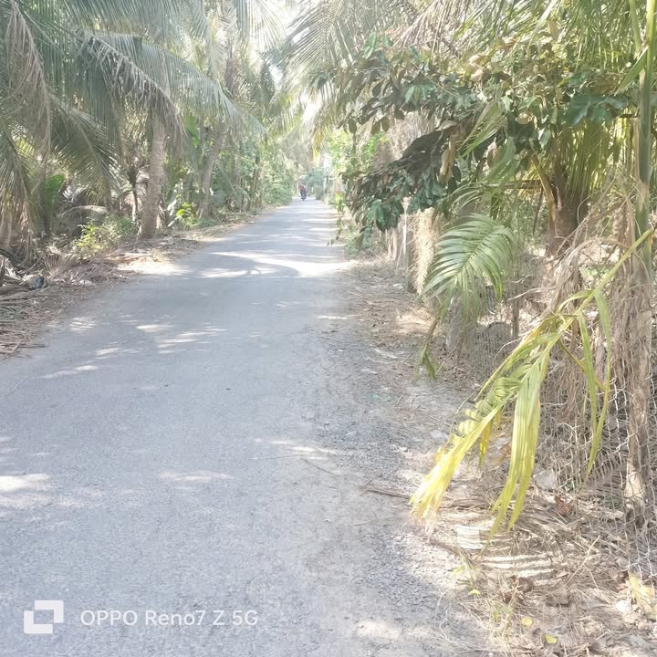 Đất vườn 2000m² tại xã Phú Cần, huyện Tiểu Cần - Giá chỉ 550 triệu VND!