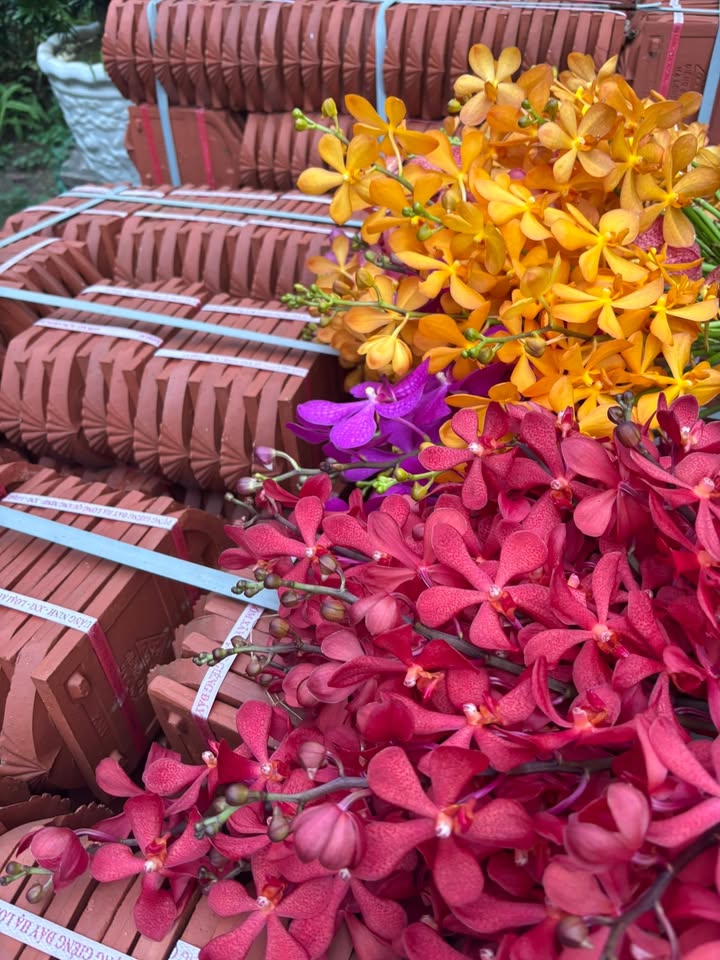 Đất nền Thái Mỹ Củ Chi 558m² giá thỏa thuận - Đầy đủ tiện ích cho đầu tư!