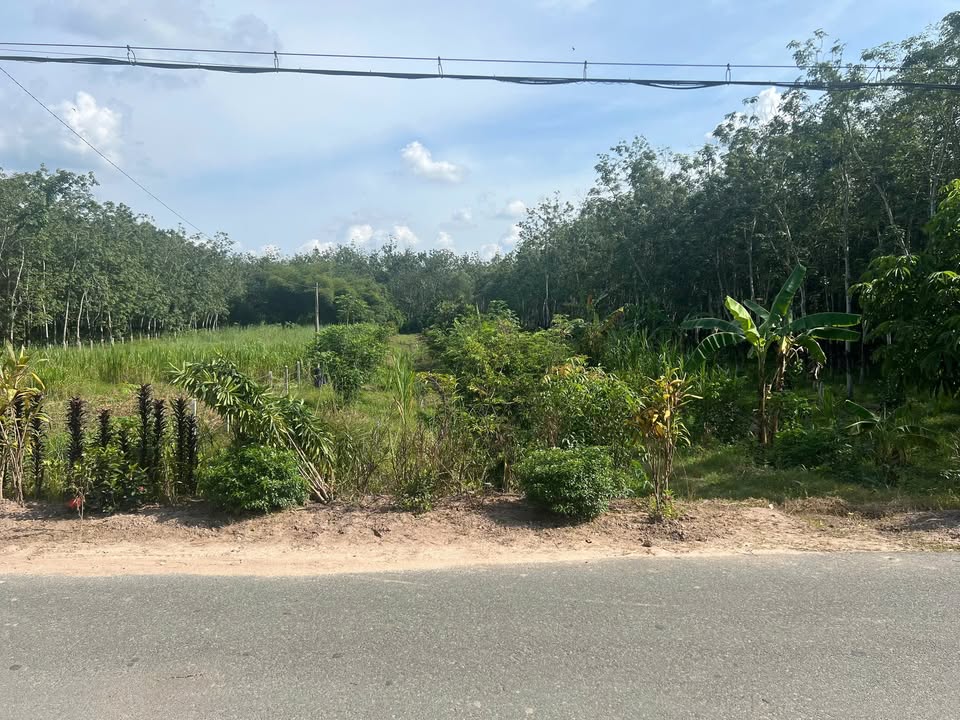 Đất vườn An Nhơn Tây Củ Chi 2655m² giá 5 tỷ - Đầu tư sinh lời ngay!