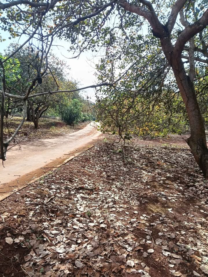 Đất nền Tân Hưng Đồng Phú 5ha giá 7 tỷ - Đầu tư sinh lời hấp dẫn!