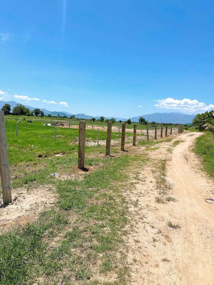 Đất Farm 2475m² tại Lâm Sơn, Khánh Hòa - Giá chỉ 350 triệu!
