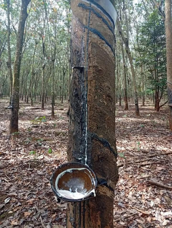 Đất nền 18.000m² tại xã Đa Kia - Giá 2.4 tỷ - Đầu tư cực hấp dẫn!