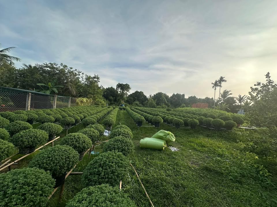 Đất nền Hưng Khánh Trung B 124m² giá 200 triệu - Sổ đỏ sang tên ngay!