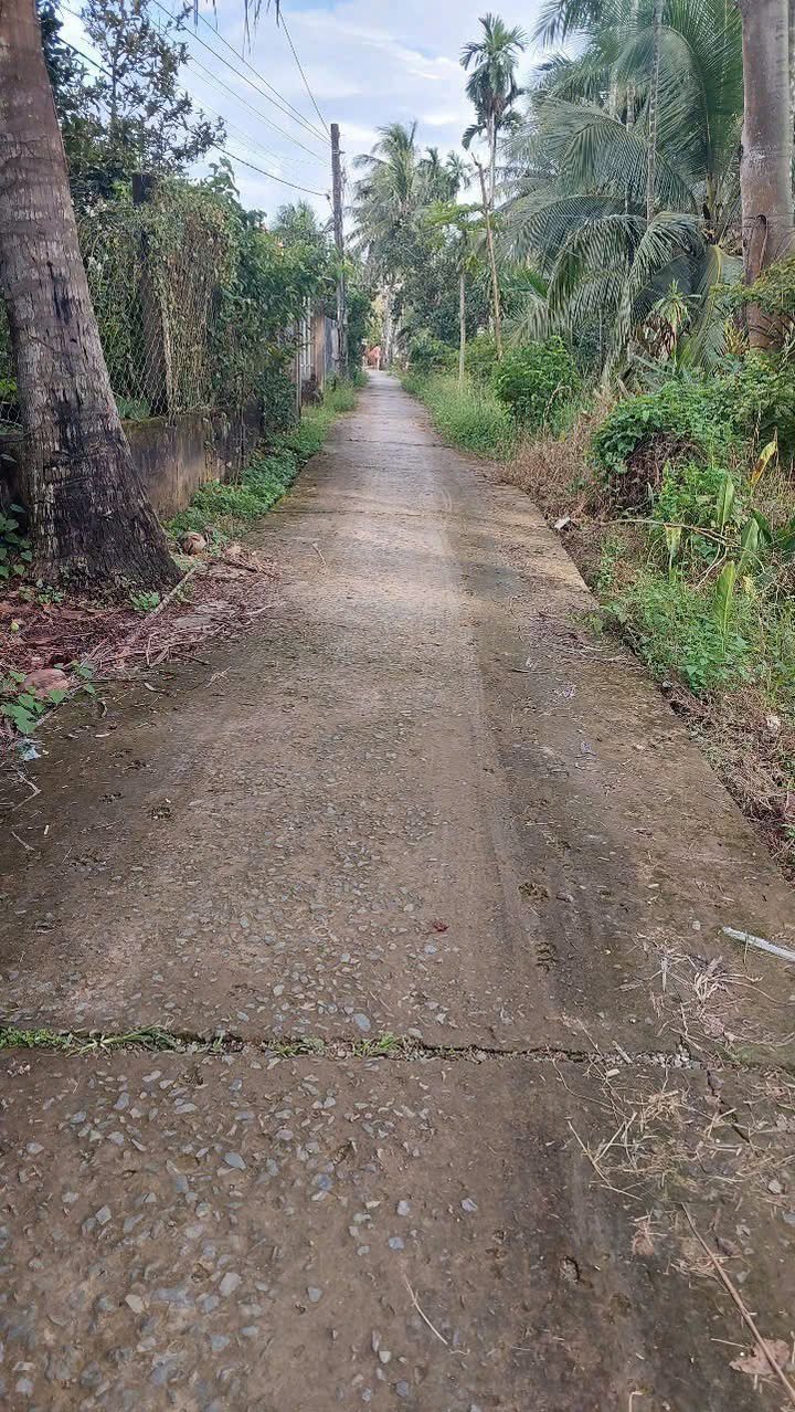 Farm vườn dừa Phú Túc 14.129m² giá chỉ 8.158 tỷ - Đầu tư hấp dẫn!