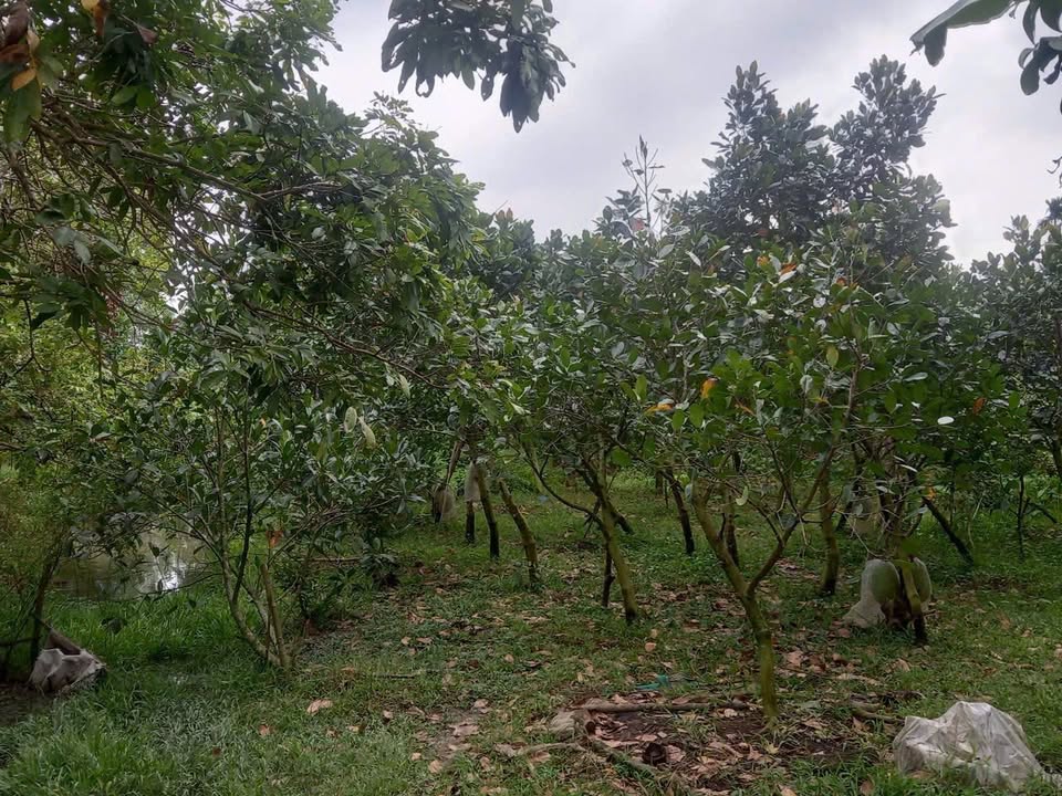 Đất nền Trường Long, Phong Điền, Cần Thơ 110,000m² giá 800 triệu - Cơ hội đầu tư tuyệt vời!