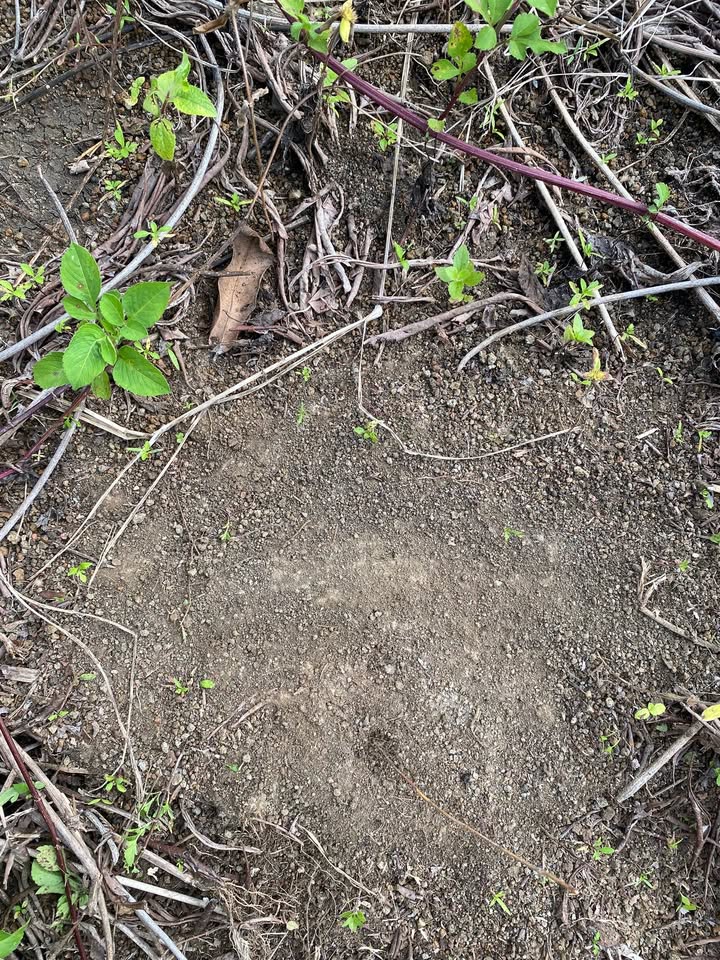 Đất nền 3ha tại xã Ia Le, Gia Lai - Giá chỉ 1.5 tỷ, sổ đỏ dễ dàng!