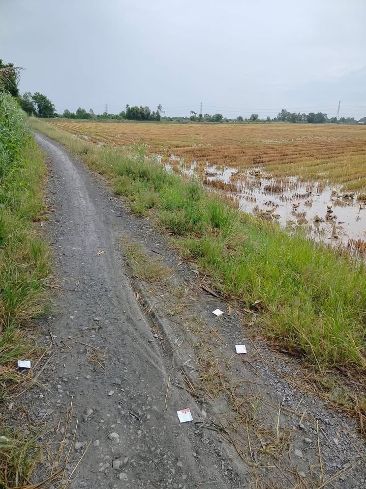 Đất ruộng 5 công Hậu Mỹ Bắc A, Cái Bè - Giá chỉ 1.65 tỷ, thương lượng tốt!