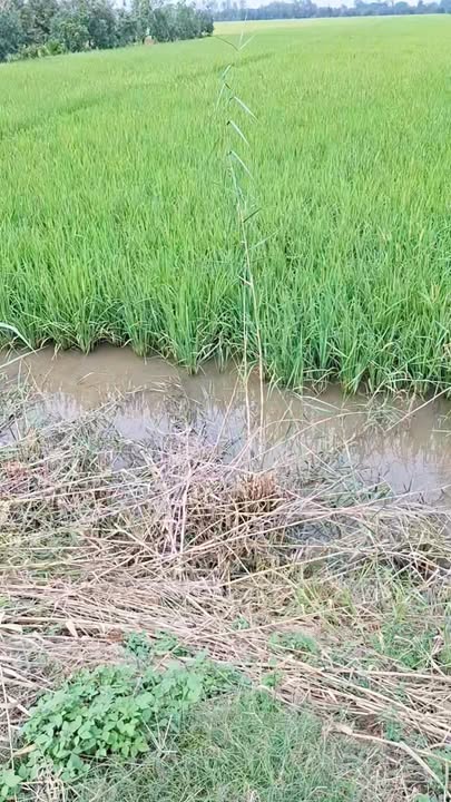 Đất nông nghiệp 32.000m² tại xã Mỹ Quý, Đồng Tháp - Giá 6.4 tỷ, thương lượng trực tiếp!