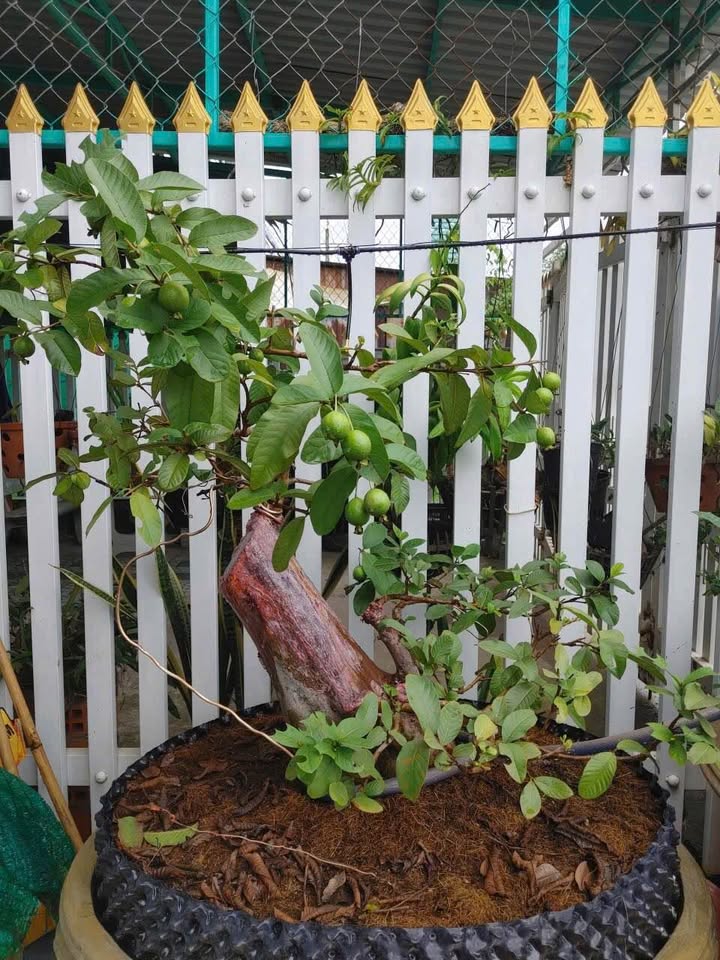 Nhà mới xây 3 phòng ngủ tại Gò Dầu 185m² giá 2 tỷ - Sẵn sàng vào ở ngay!