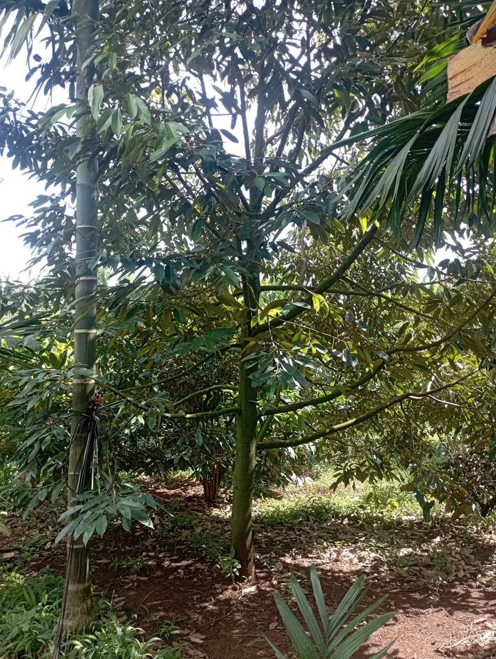 Đất nông nghiệp Hòa Thắng, Buôn Ma Thuột 10.000m² giá 600 triệu - Cơ hội đầu tư tiềm năng!