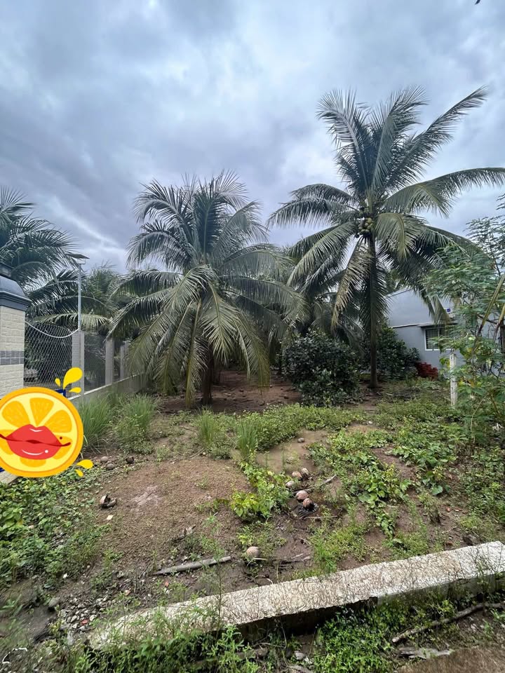 Đất nền Tam Phước Châu Thành 528m² giá 700 triệu - Đầu tư sinh lời ngay!