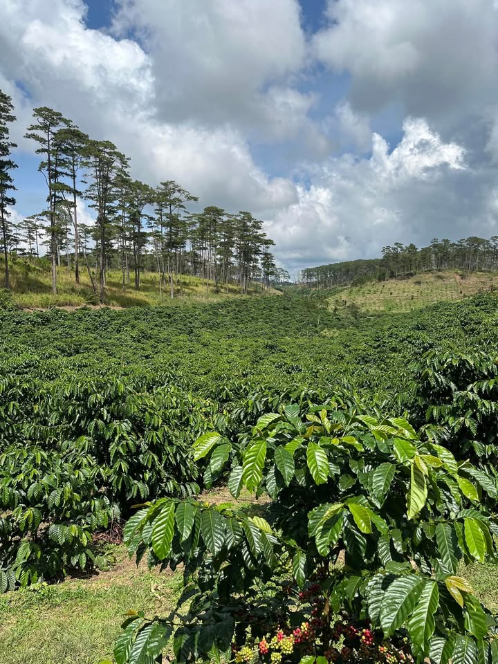 Đất nền Đan Rông 1, Đà Lạt 2ha giá 4.3 tỷ - Vị trí đắc địa, thương lượng ngay!