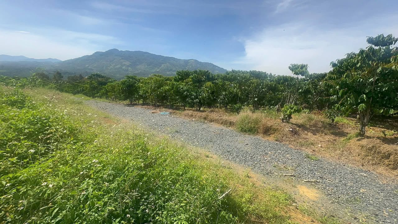 Đất thổ cư 583m² tại Bảo Lộc - Sổ đỏ chính chủ, giá chỉ 2.4 tỷ!