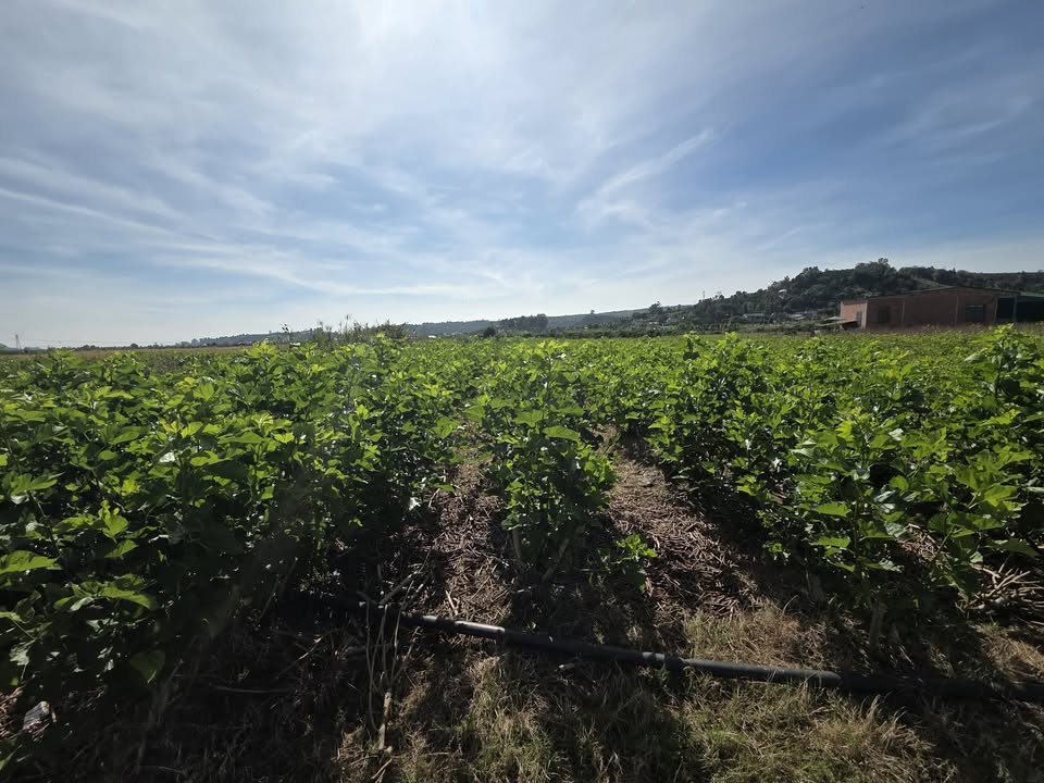 Đất nền Tân Văn Lâm Hà 4500m² giá 1.8 tỷ - Đầu tư sinh lời nhanh!