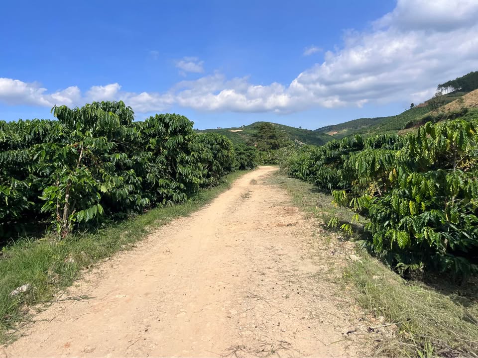 Đất Farm 12791m² tại Đinh Văn - Giá chỉ 2.35 tỷ, thu nhập ổn định từ cà phê!