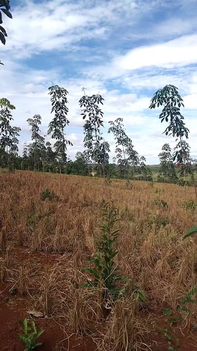 Đất nền 11.000m² tại Phú Nghĩa, Bù Gia Mập - Giá chỉ 1.25 tỷ, sổ đỏ chính chủ!