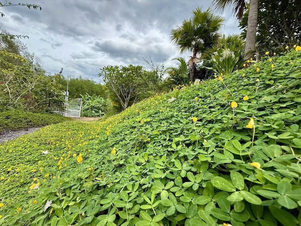 Farm Khánh Phú Khánh Vĩnh 5000m² giá 2.7 tỷ - Cơ hội đầu tư tuyệt vời!