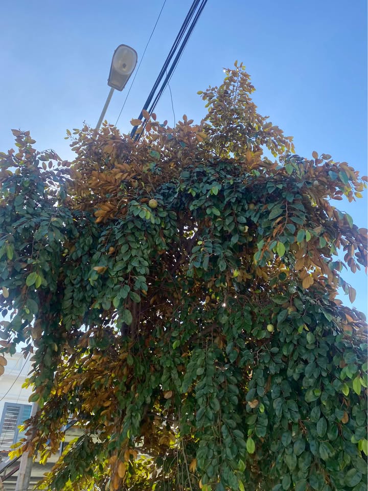 Đất nền Đằng Hải 900m² giá thỏa thuận - Lô góc, tiềm năng lớn!